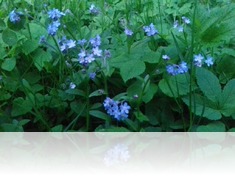 Botanická zahrada