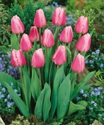 BŘEZEN - TULIPÁNOVÝ MĚSÍC