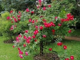 Botanické zahrada