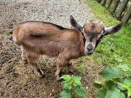 ZOO Liberec - Den bez bariér