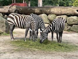 ZOO Liberec - Den bez bariér