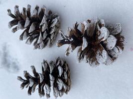 Těšíme se na advent a tvoříme ...