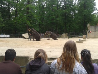 ZOO